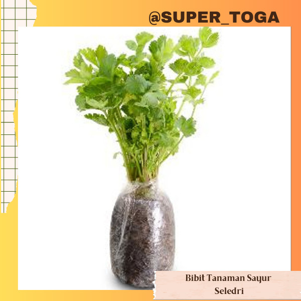 SELEDRI bibit sledri bibit seledri tanaman seledri tanaman sayur