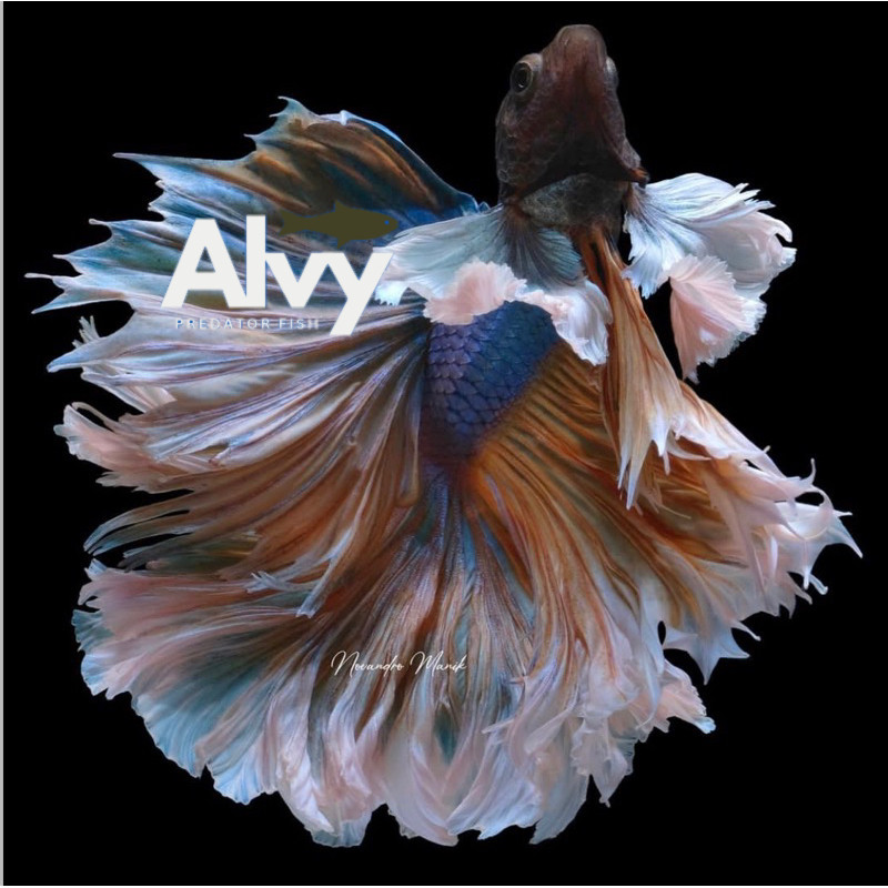 Hiasan aquascape Cupang Halfmoon Big Ear/Dumbo Ear berkualitas