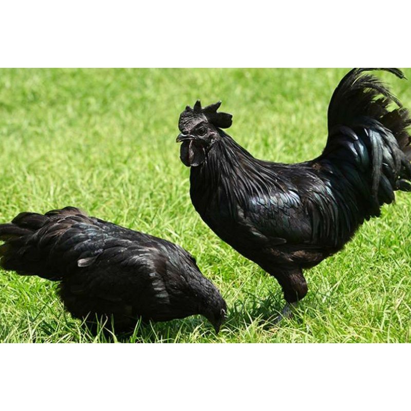 

TELUR AYAM HIAS CEMANI untuk di tetaskan