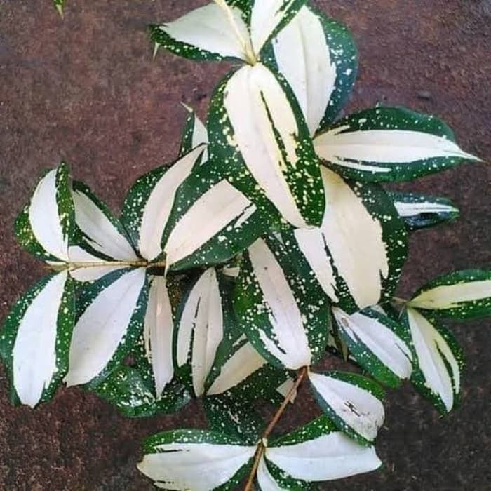 

Tanaman Hias Dracaena Surculosa Milky Way Variegata . .