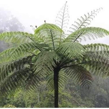 

silahkan Tanaman hias pakis tinggi 1,5 M - pakis monyet-pakis paku hias