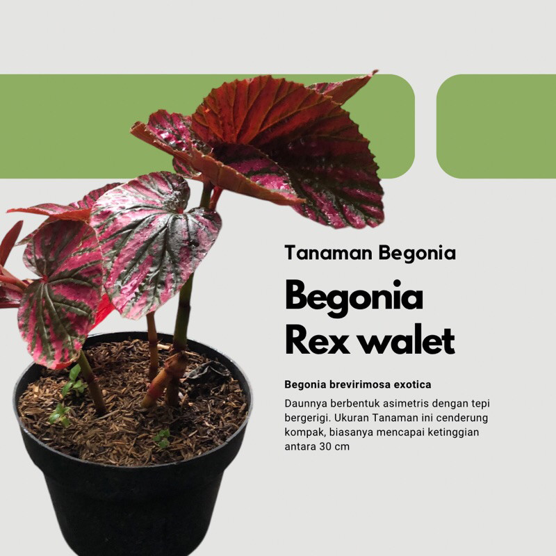 Tanaman hias begonia revirimosa / begonia rex wallet walet / begonia violet bremosa / begonia rex me