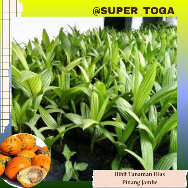 promo bibit pinang bibit jambe bibit palem pinang palem jambe bibit pinang jambe bibit pinang merah