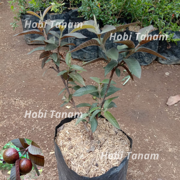 promo BIBIT JAMBU BIJI KERIKIL HITAM AUSTRALIA / JAMBU HIAS bibit jambu kristal australia bibit jamb