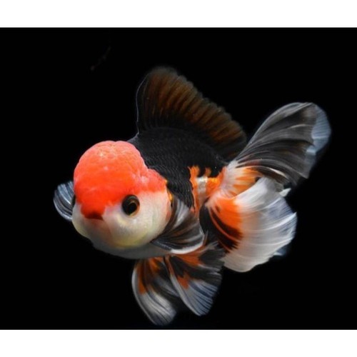 Isi aquarium Koki Panda Goldfish Tricolor Grade Jumbo premium quality