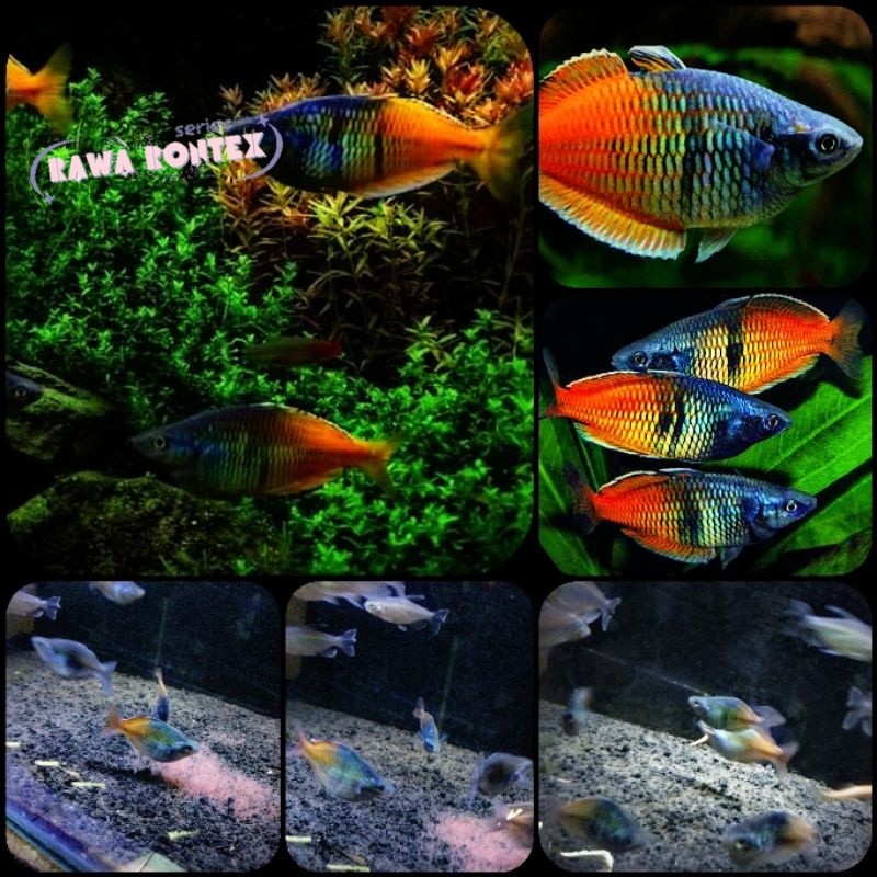 PROMO RAMADHAN MOAK ikan rainbow bosemani untuk aquarium dan aquascape aksesoris aquarium