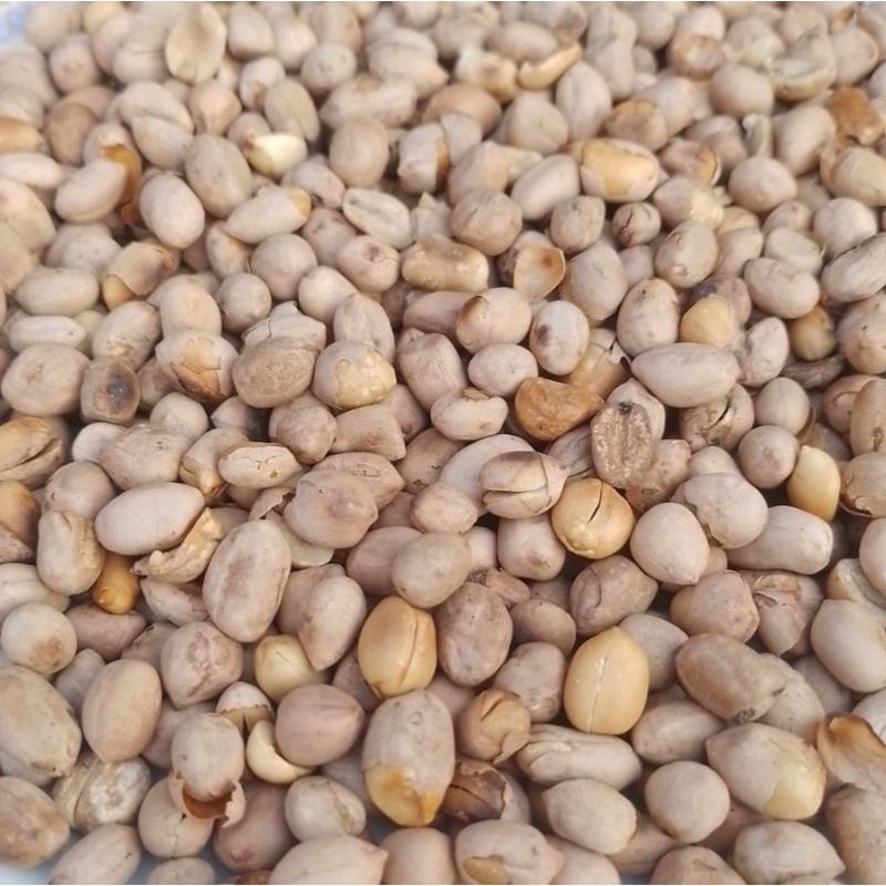 

Kacang Bogares 250gr kacang sangrai