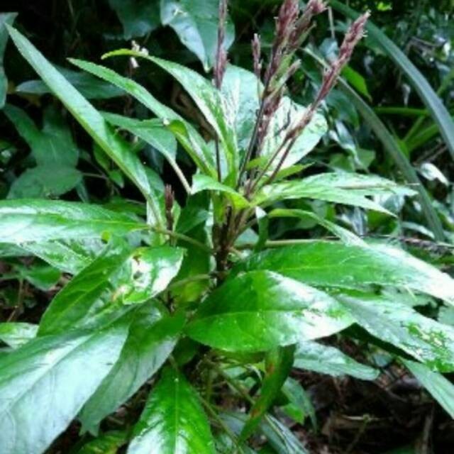 

Daun Reundeu Lalapan Lalap Khas Sunda Jawabarat/100grm