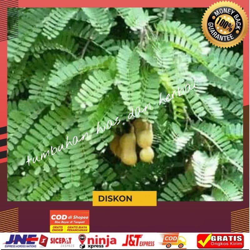 

daun sinom atau asam jawa segar 200gr