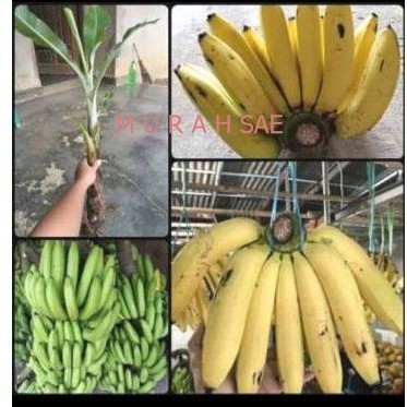 Bibit Pisang Ambon Kuning
