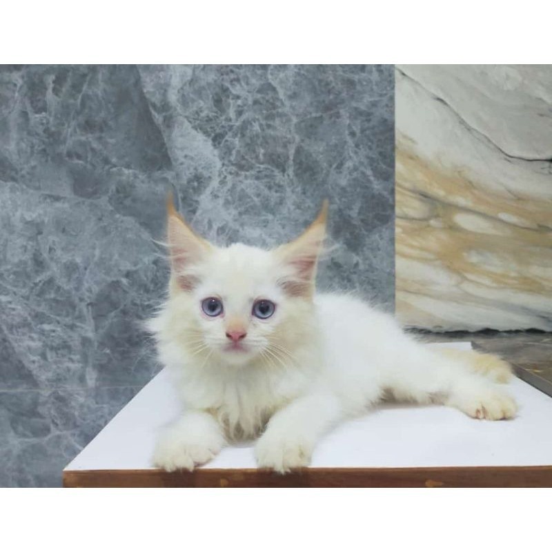 kucing MaineCoon white solid maincone