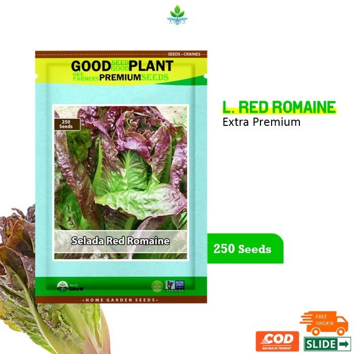 GOODSEED - 250 Biji Benih Bibit Sayuran Selada Red Romaine F1