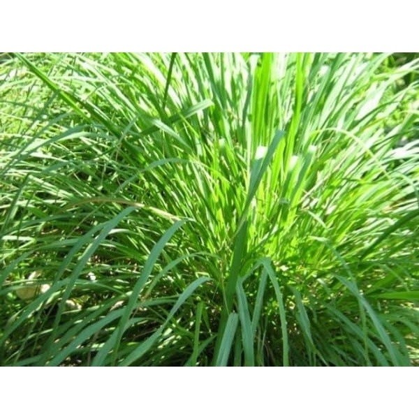 

Daun sereh wangi segar Per 100 Gram kang store ready