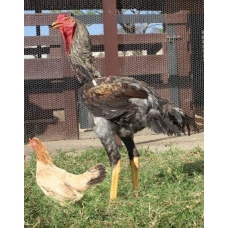 

TELUR AYAM AHMAD GIGANTE UNTUK DI TETASKAN