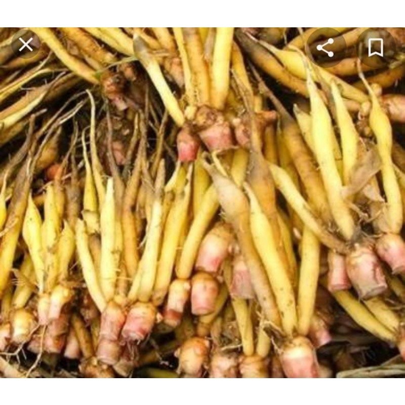 

Temu kunci ready READY