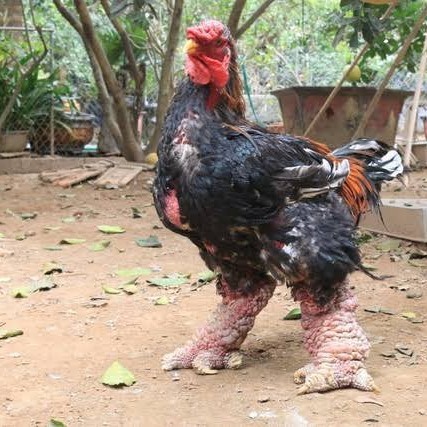 

Telur ayam dong tao / telur ayam hias / telur fertil siap kirim