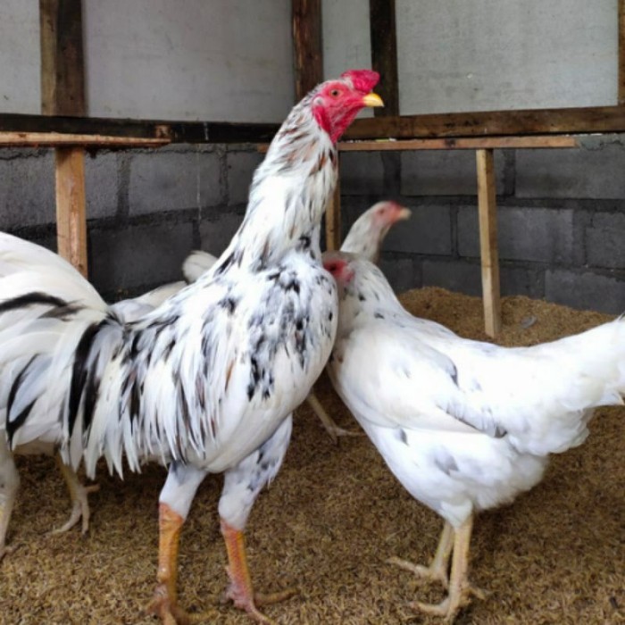 

Telur ayam fertil sensi petelur handal siap ditetaskan - ayam sensi