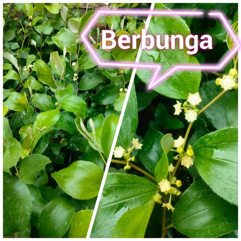 bibit buah apel putsa apel India