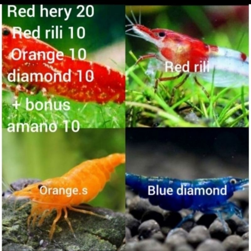 Udang Hias Aquascape Paket Hemat Isi 10e