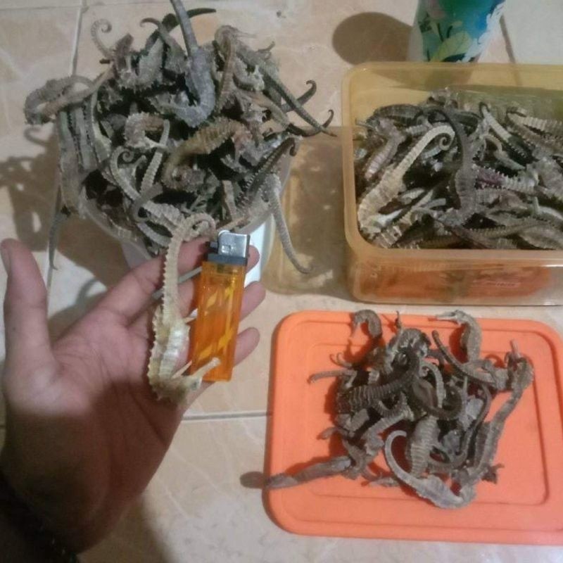 

kuda laut kering 100gr - Anugrah Megah