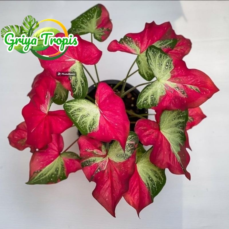 Tanaman Caladium Shycool Cat Tumpah Catum Cattum 1-3 Daun Tanaman Keladi Hias Murah Impor Thailand I