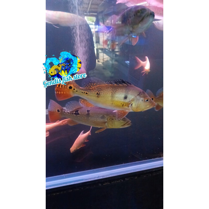 Tankmate aquarium ikan Pbas kalberi 7-9 cm berkualitas