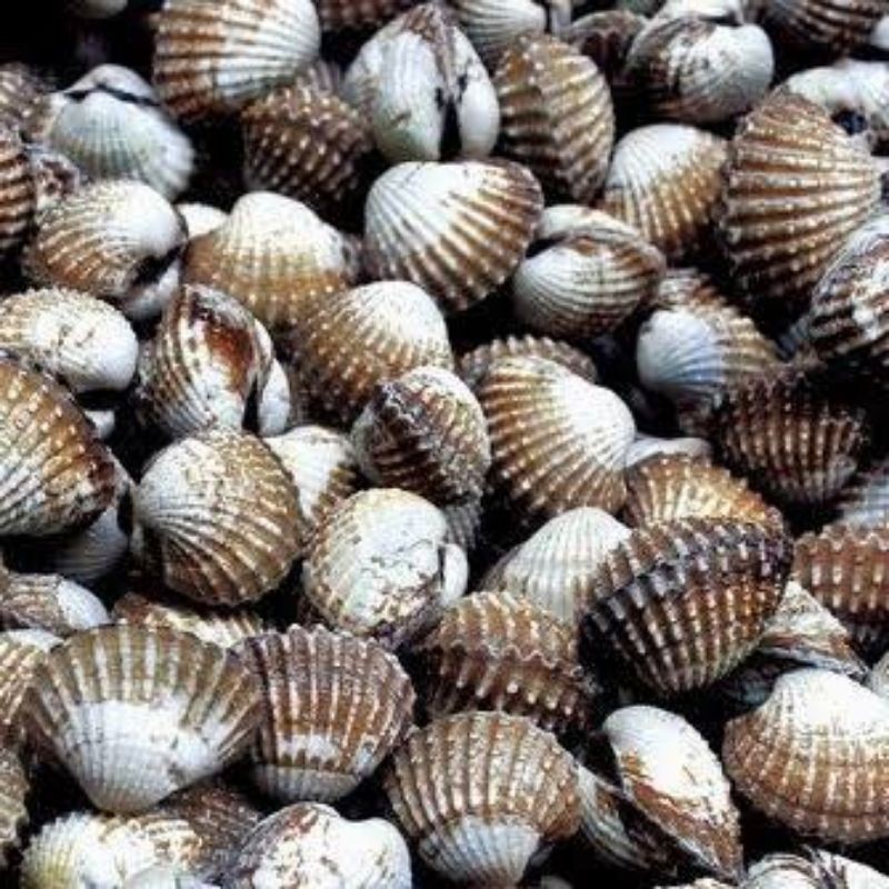 

Kerang Dara Segar