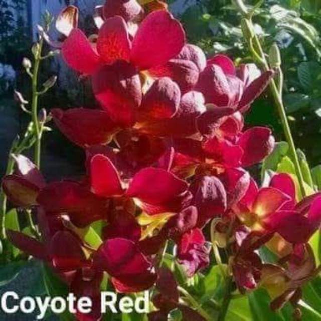 bibit Anggrek dendrobium coyote red