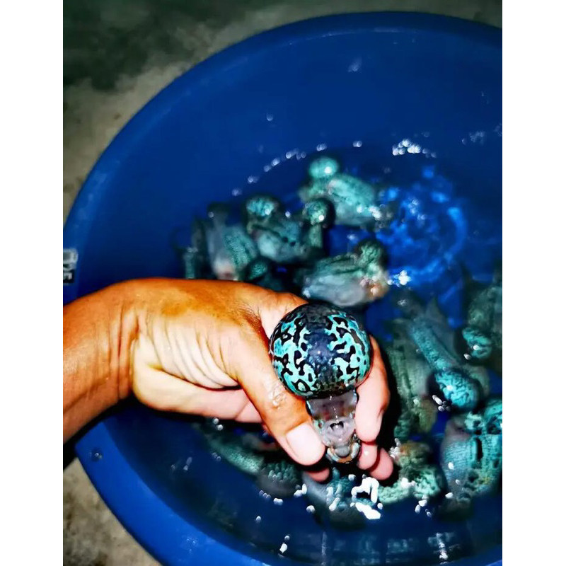 hiyasan akuarium buy 3 get free 1 Burayak Louhan SRM (SuperRedMagma)  akuarium