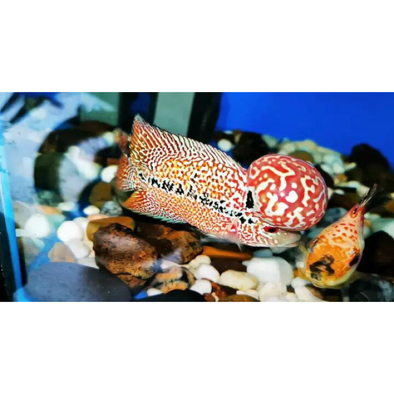 hiyasan akuarium buy 3 get free 1 Burayak louhan GB kamfa F2  akuarium