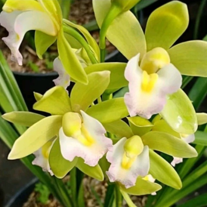 anggrek cimbidium hijau-putih