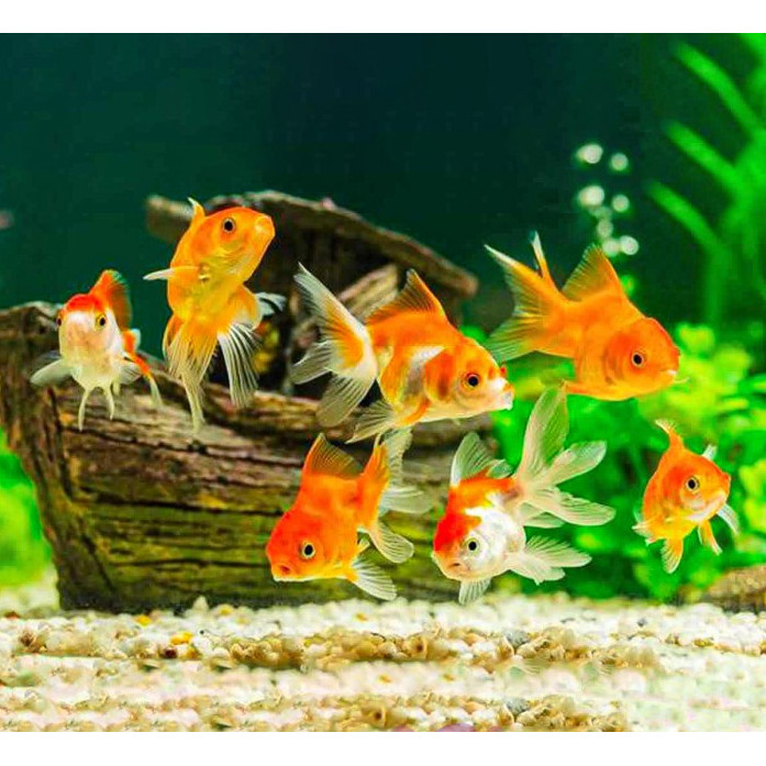 Koki Mas Oranda / Ikan Hias Aquascape Air Tawar / Ikan Koki Goldfish