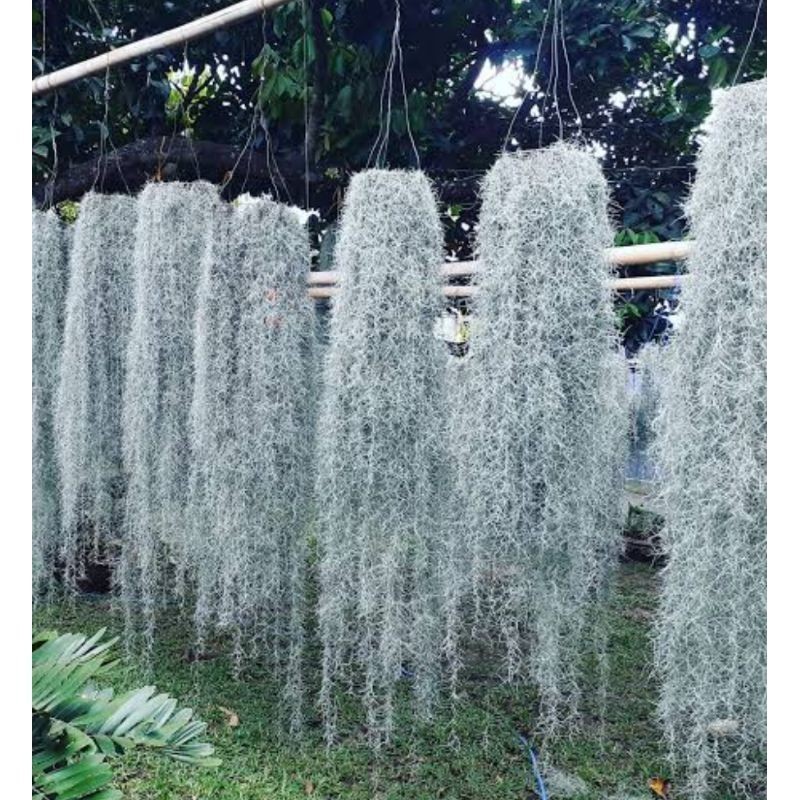 tanaman hias /tanaman gantung jenggot Musa