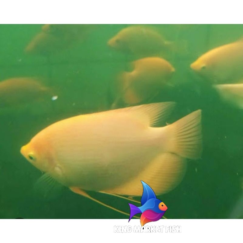 Hiyasan aquarium diskon gurame Padang/albino size 2jari kingmarket