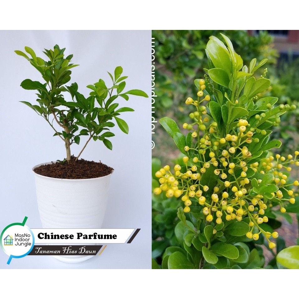 Tanaman Bunga Chinese Parfume Tree - Bibit Tanaman Pohon Pacar Cina - Kemuning Cina