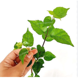 Daun Singkil - Daun Waung Laut 500 Gram
