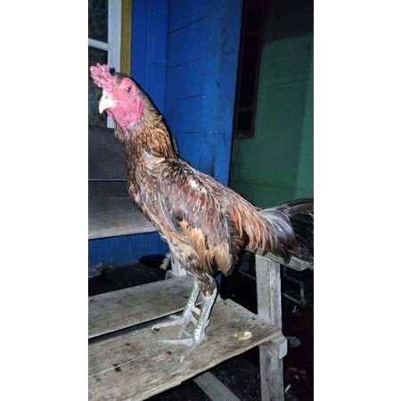 

ayam bulbi tampar tampar telur fertill terbaru