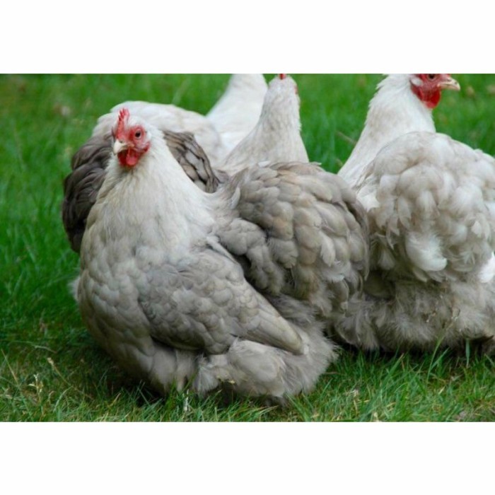 

Telur ayam hias bantam chocin fertil siap ditetaskan - bantam chocin