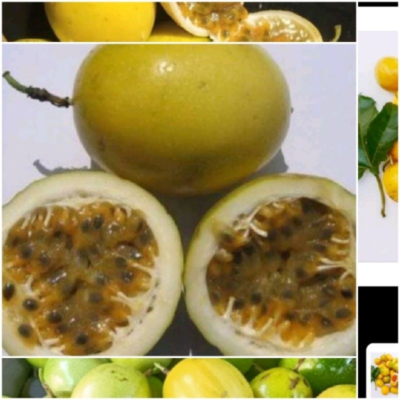 

Buah markisa sgar 1kg