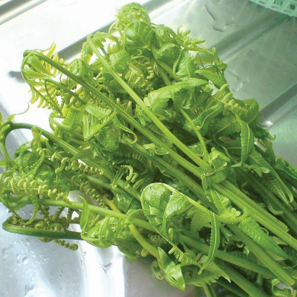 

daun pakis sayur segar-pakis paku-sayuran segar-pakis sayur segar 1 kg