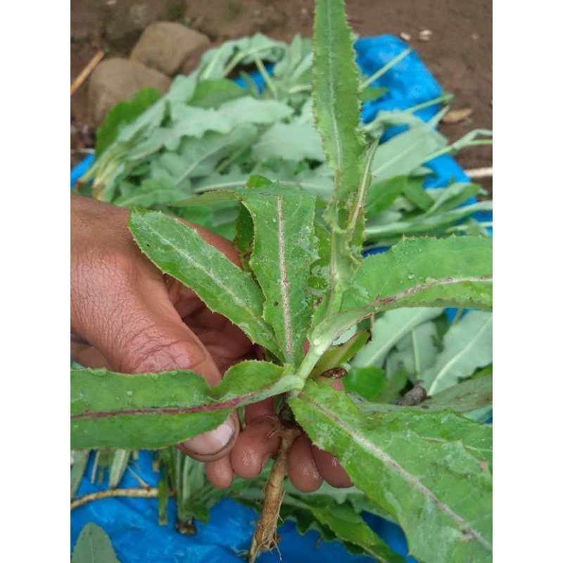 

STOK ready Stok ready silahkan di order DAUN TEMPUYUNG SEGAR 500gr Silahkan di order kakak