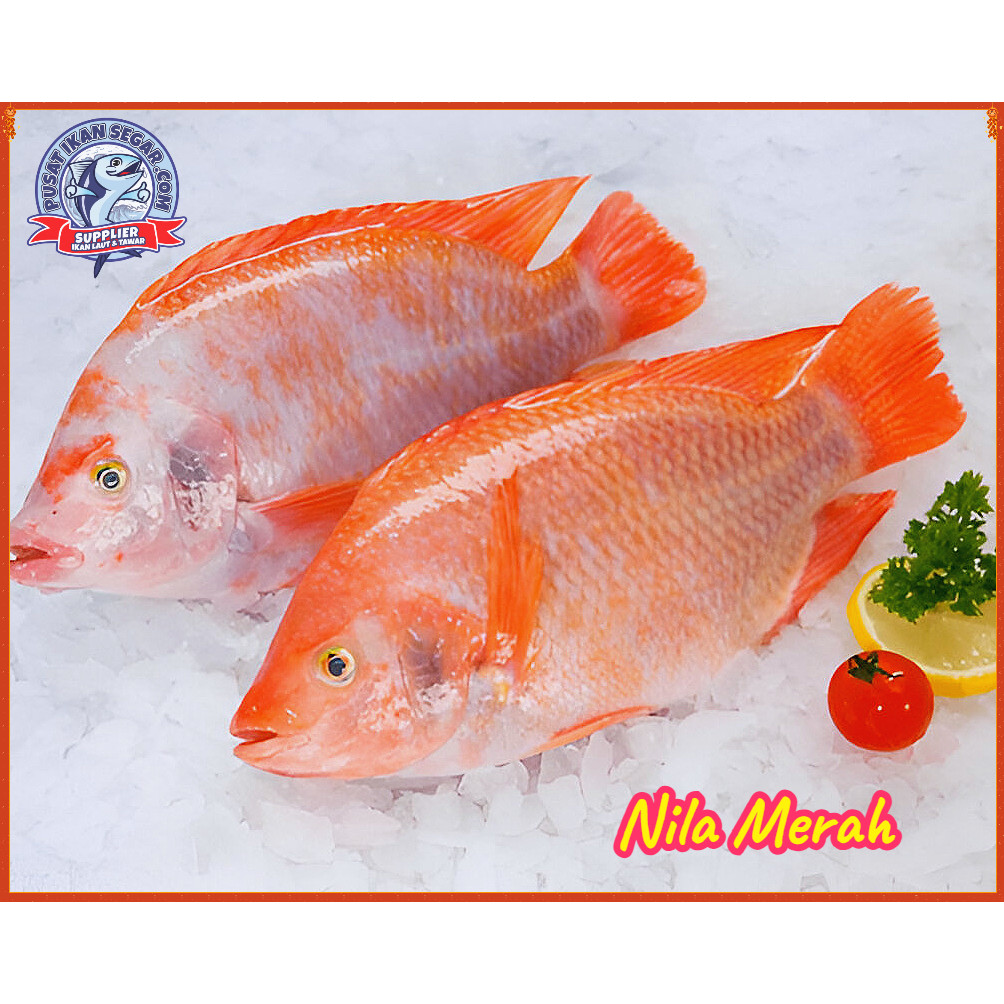 

IKAN NILA MERAH 1KG DIBERSIHKAN FAST DELIVERY