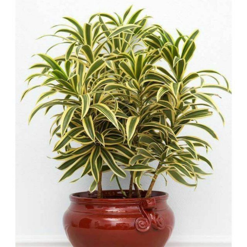 Tanaman Hias Drasena Song Of India - Suji Kuning terbaik