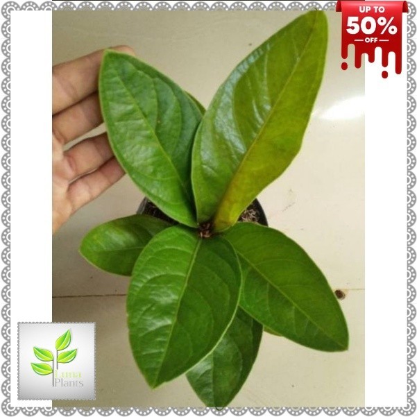 ( BISA COD ) PROMO Tanaman Hias Anthurium Jenmani Jaguar / Bunga Hias Indoor Antorium Jemani Jaguar 