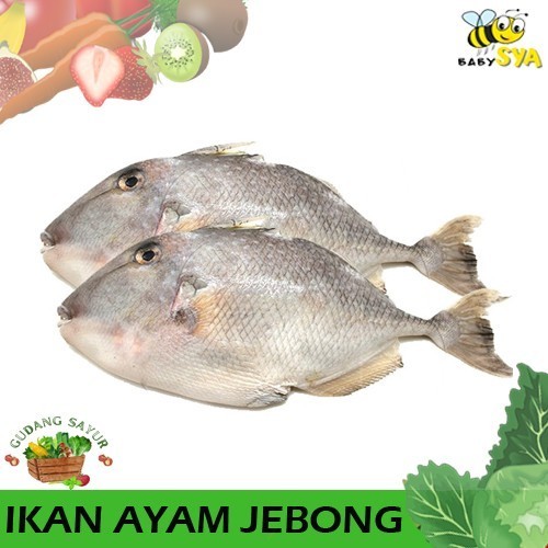 

Ikan Ayam-Ayam Jebong 1kg Ikan Segar Bekasi Jakarta Timur Utara Selatan Pusat