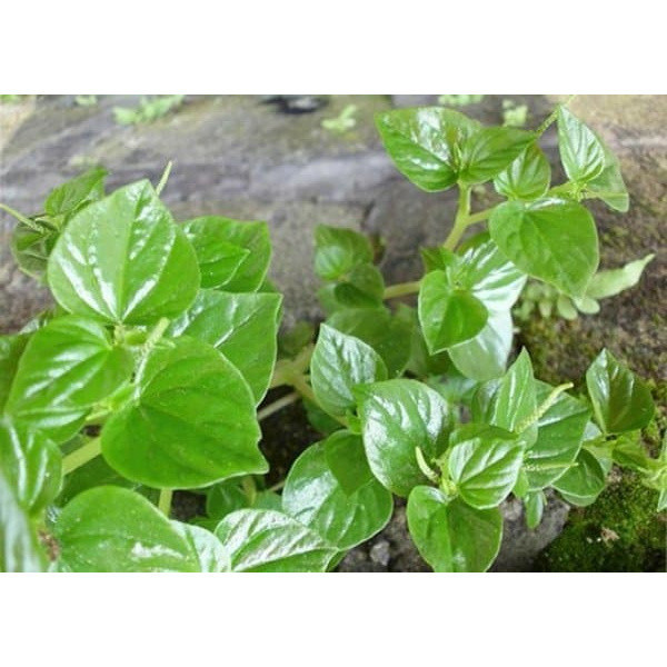

Baru Promo Daun Ketumpang Daun Suruhan atau Sirih Cina Segar 150 gram