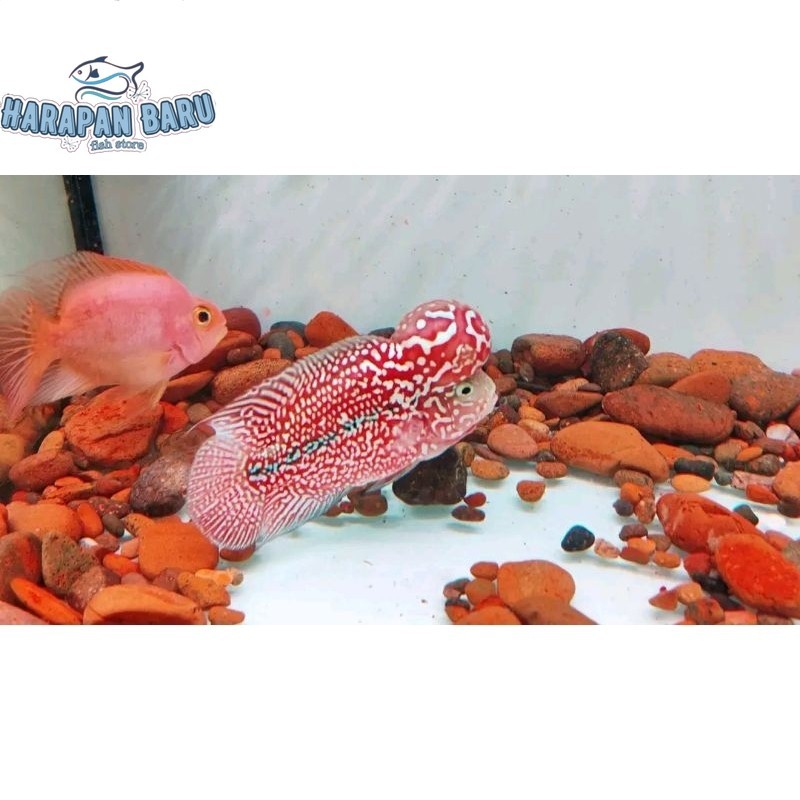 Pemanis akuarium Burayak Louhan Kamfa F2 ByNirunCrosbred Gen Ori Thailand Bisa cod