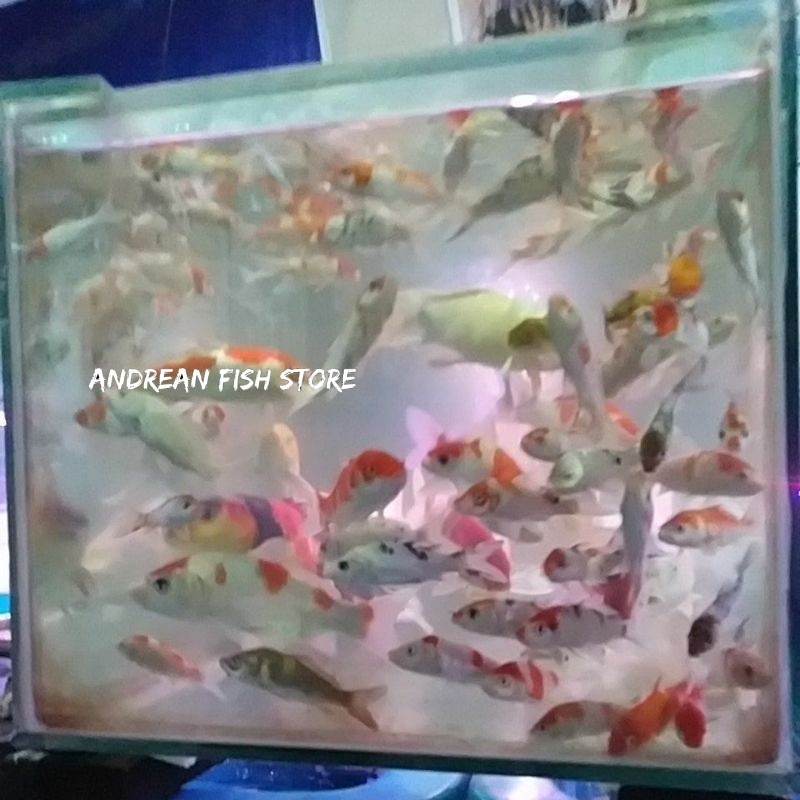 Paket 10 Ekor Bibit Ikan Koi Kohaku Hariwake Kabuto 7 - 9 cm