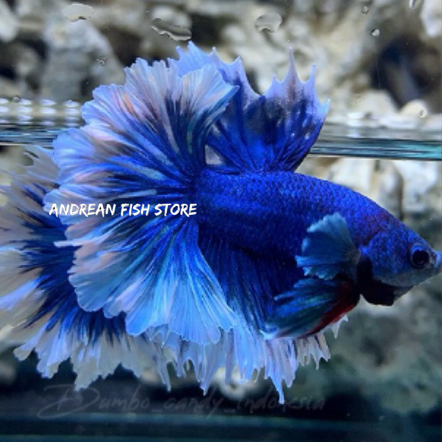 BIG SALE  hiasan aquarium 1 PASANG CUPANG HALFMOON FETERTAIL/ BIG EAR andreanfishstore