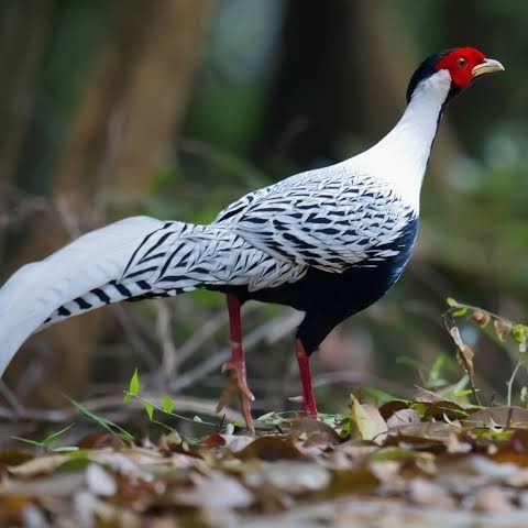 

Telur ayam hias ringneck silver pheasant fertil asli
